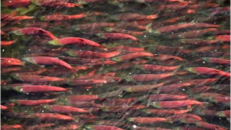 salmon.jpg