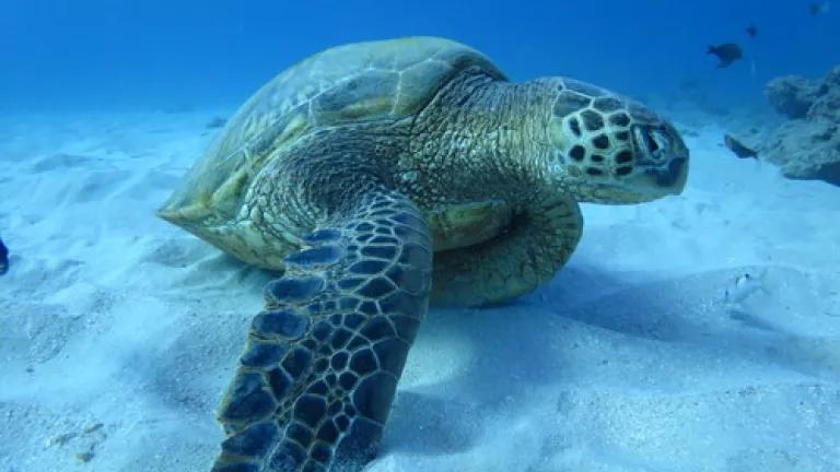 sea turtle - ian.jpg