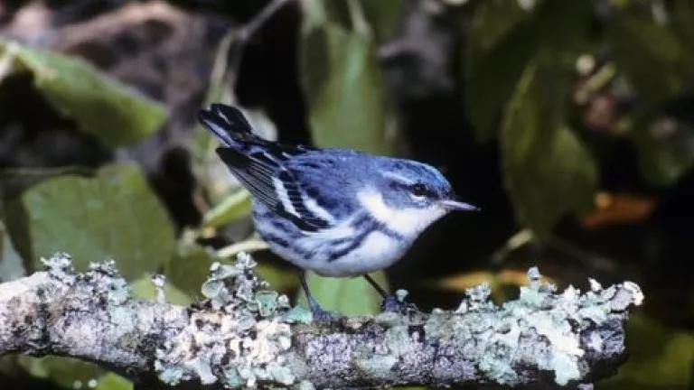 songbird.jpg