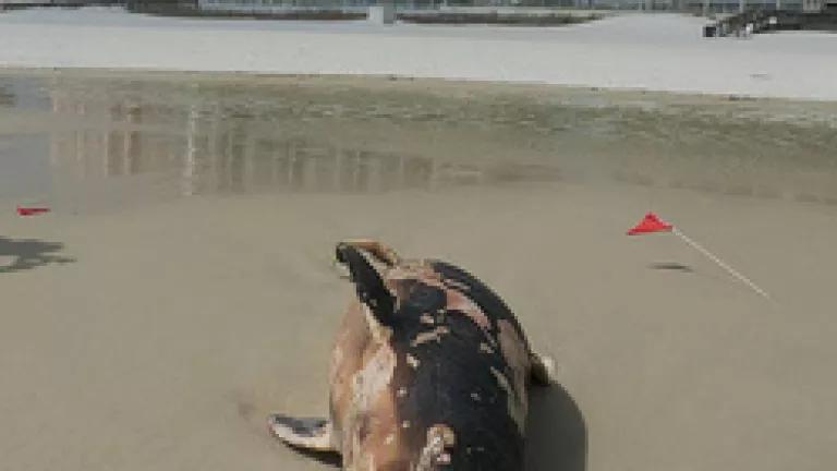 stranded turiops.jpg