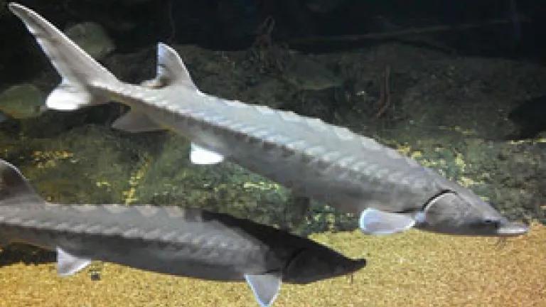 sturgeon.jpg