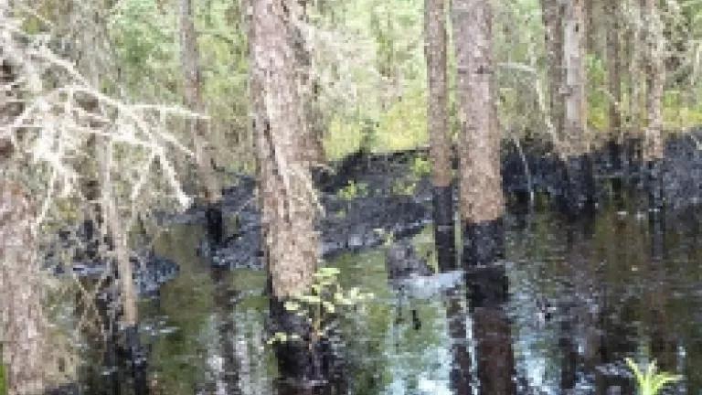 CNRL Primose Tar Sands Spill Source: Toronto Star