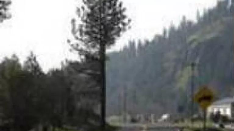 treetrim1.jpeg