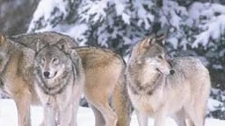 Great Lakes wolves (USFWS)