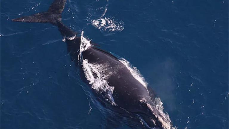 pregnant North Atlantic right whale