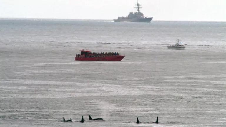 whales.jpg