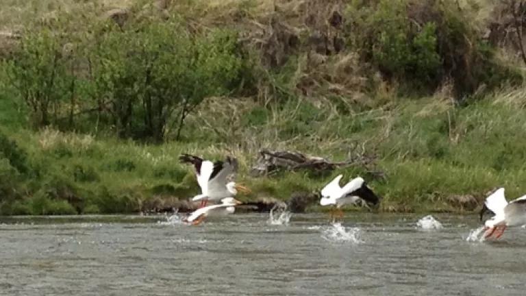 white pelicans.JPG