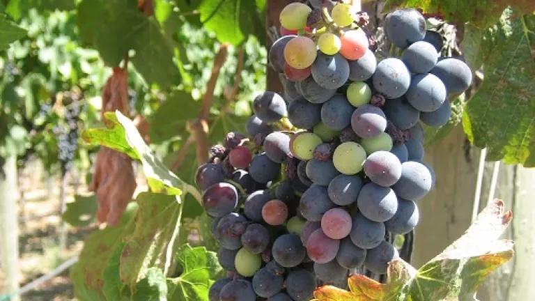 wine grapes.jpg