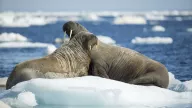 A walrus and its young calf resting on an ice floe in Frozen Strait near Vansittart Island in Nunavut Territory, Canada.