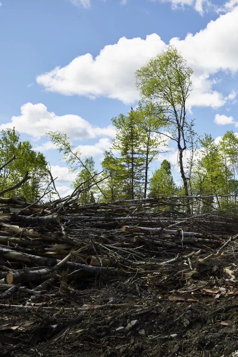 A clearcut area of boreal forest in Northwestern Ontario, Canada.