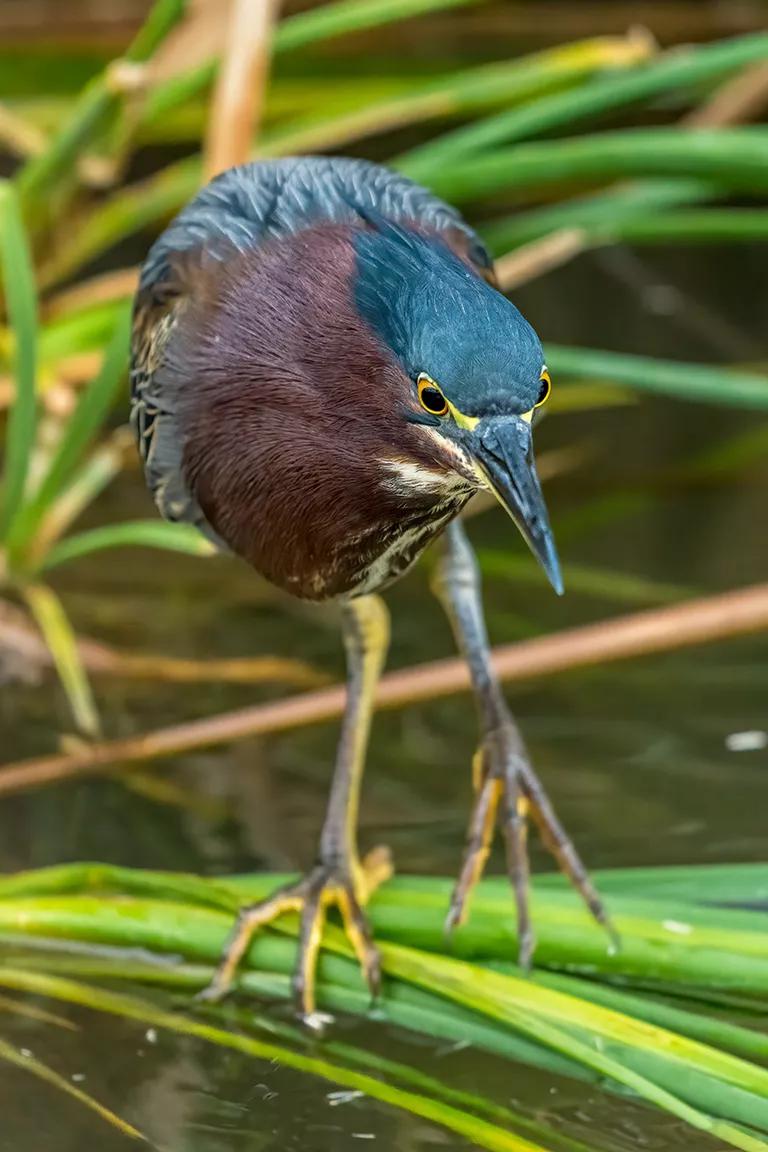 A green heron in a wetland marsh