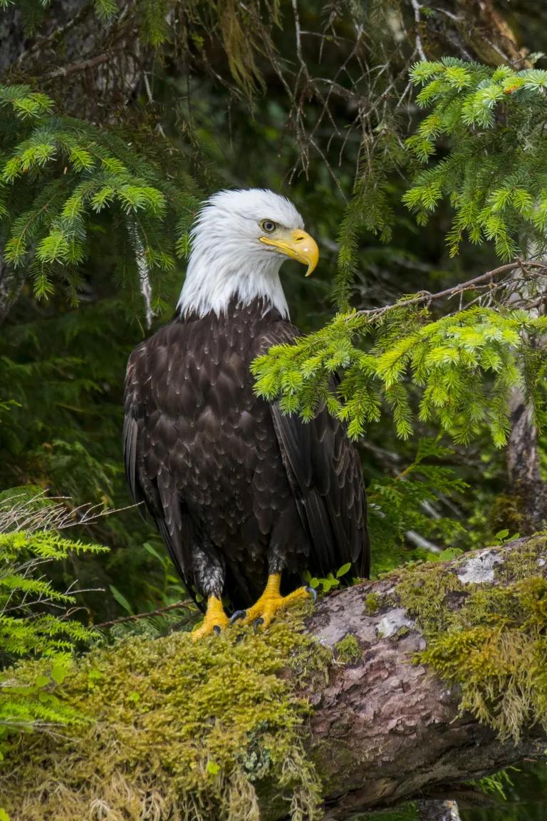 A bald eagle perched on a mossy tree