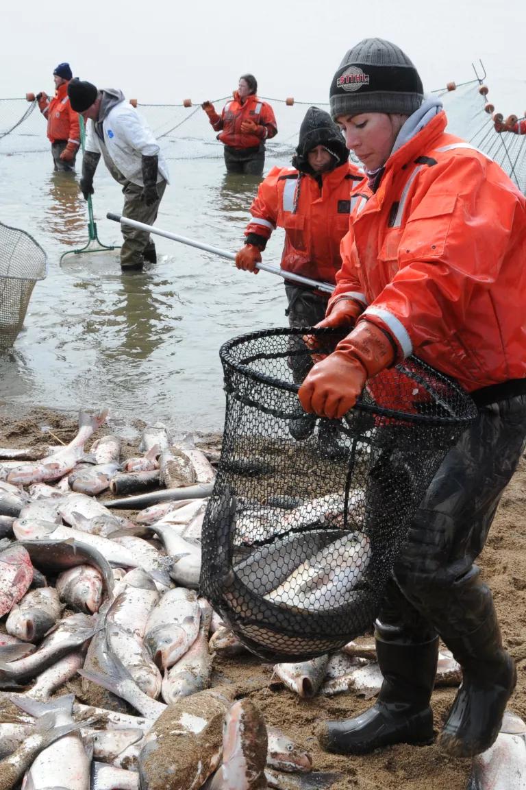 USGS staff and partners completed an incredible feat against a harmful aquatic invasive species when over 240,000 pounds of invasive silver carp and bighead carp were removed from Creve Coeur Lake in Maryland Heights, Missouri.