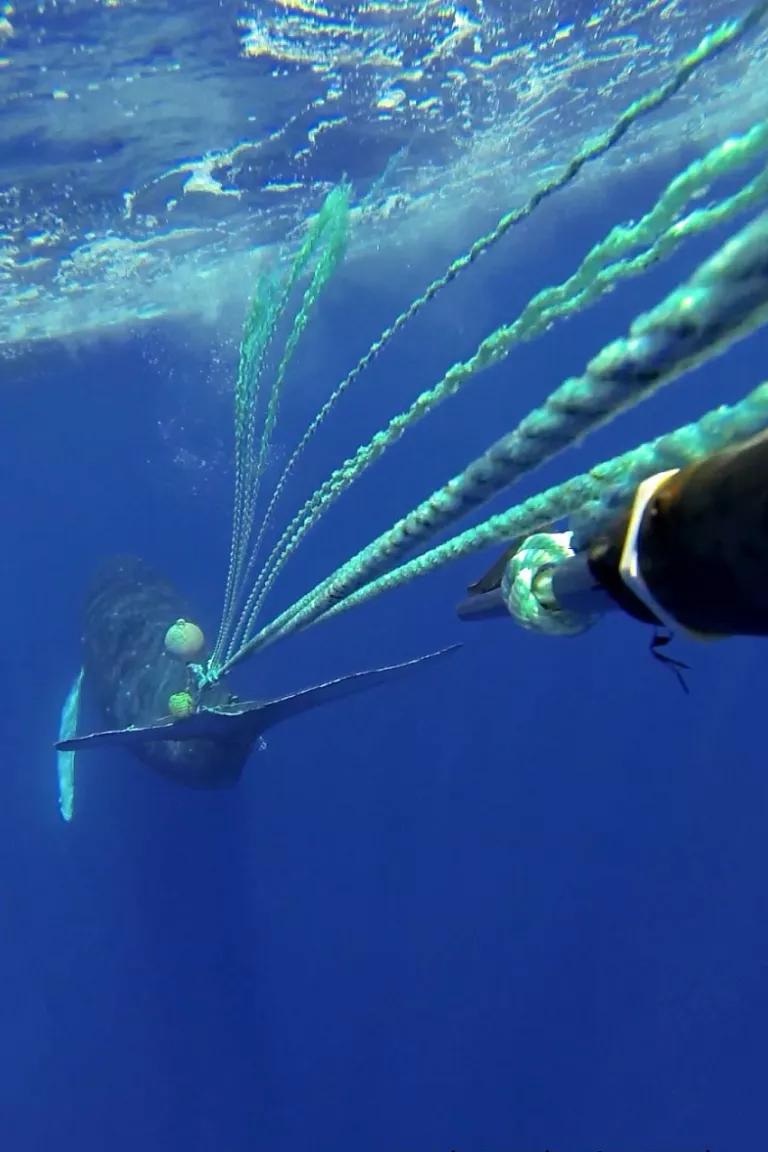 A humpback whale entangled in fishing line in the Hawaiian Islands Humpback Whale National Marine Sanctuary, Hawai'i.