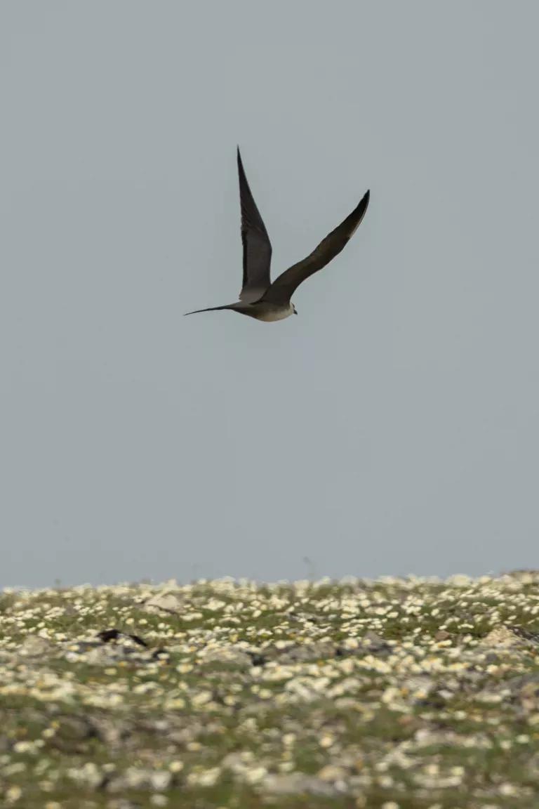 A long-tailed jaeger in Alaska's Arctic National Wildlife Refuge on June 23, 2025.