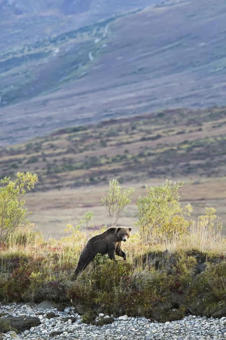 A bear walking in the foothills of the Brooks Range in Gates Of The Arctic National Park, Alaska.