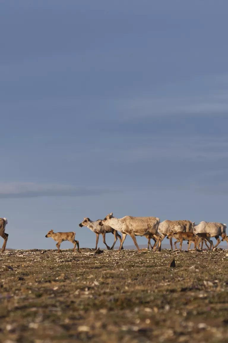 Caribou of the Western arctic herd migrate through the Utukok Uplands in the National Petroleum Reserve, Alaska.