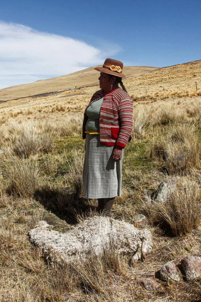 An Andean woman stands beside a dead alpaca in the Quechua community of Lagunillas in Puno, Peru, on December 2, 2022. 

The harsh drought in the Peruvian Andes has caused the death of animals such as alpacas and affected crops and the economy of local communities. The drought forced the Peruvian government to declare a 60-day emergency in 111 districts of the region.