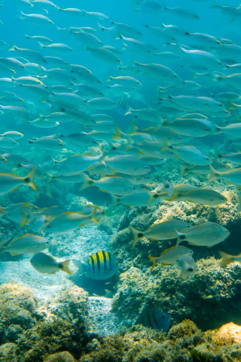A school of fish swimming in the Gulf of California off the coast of Baja California Sur, Mexico, May 2025.