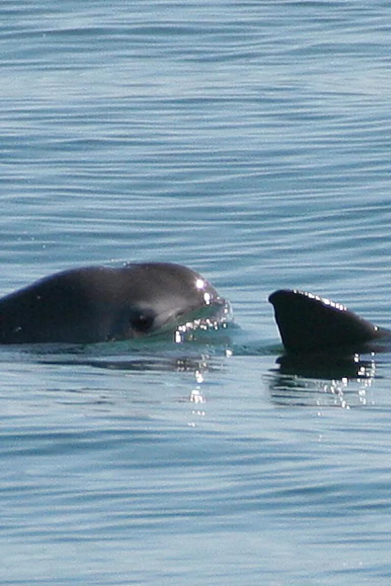 Two vaquita peeking out of the water