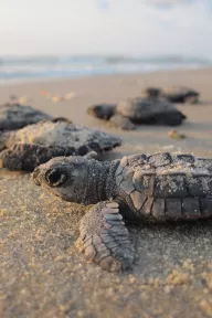 Kemp's ridley sea turtle hatchlings crawling toward the Gulf of Mexico from Padre Island National Seashore, Texas.
