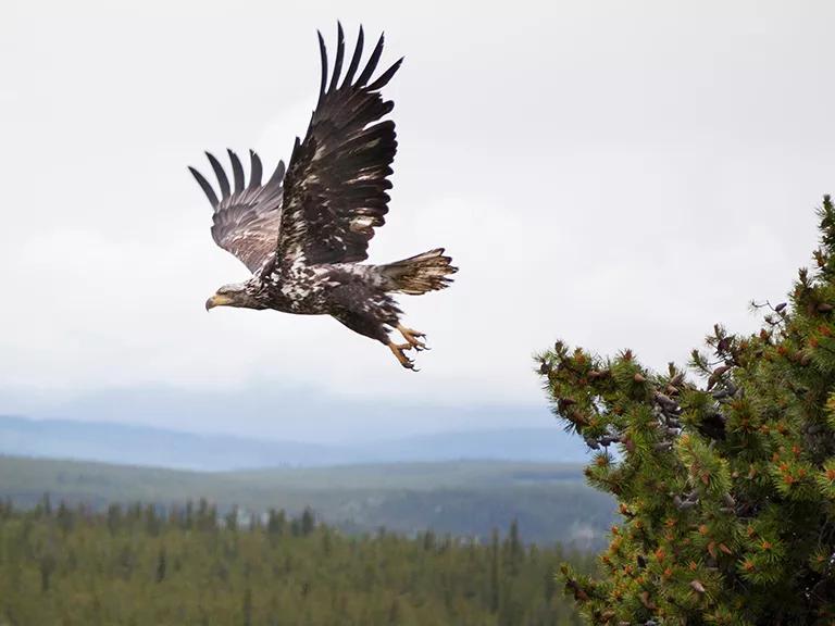 An eagle taking flight from a treetop in Canada’s boreal forest