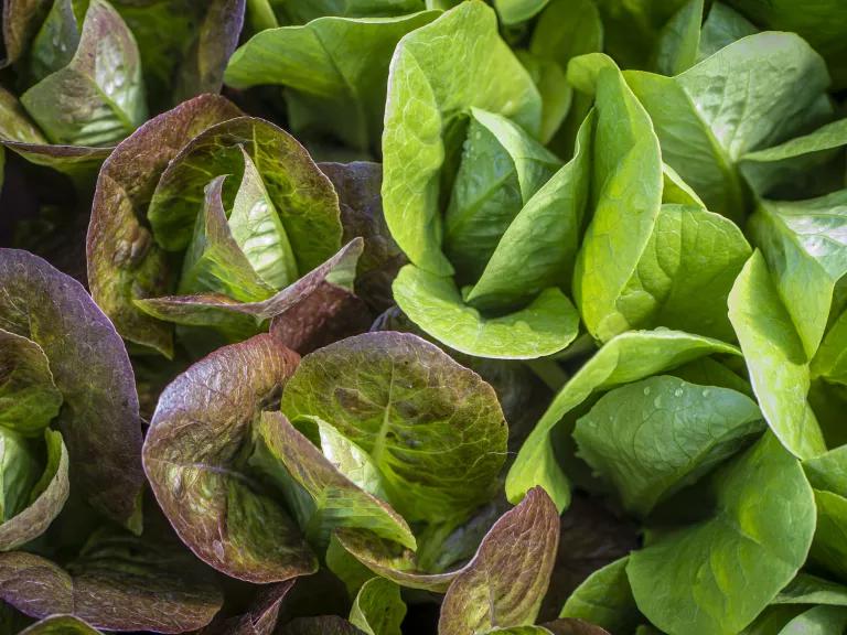 Organic lettuce grown at MX Morningstar Farm, a vegetable farm with retail store in Hudson, New York.