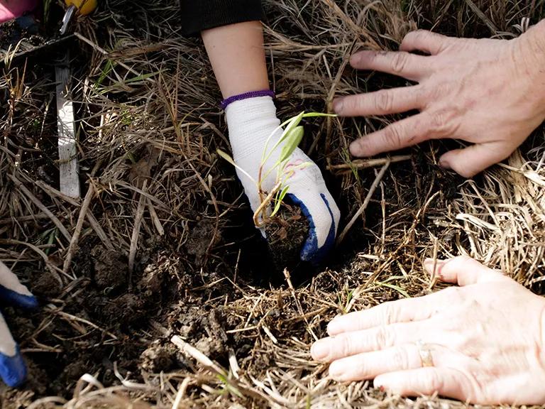 Hands working on wetland marshes