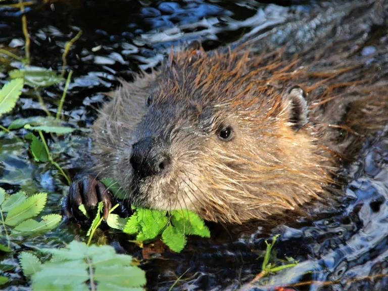 A beaver with leaves in its mouth pops its head above shallow water