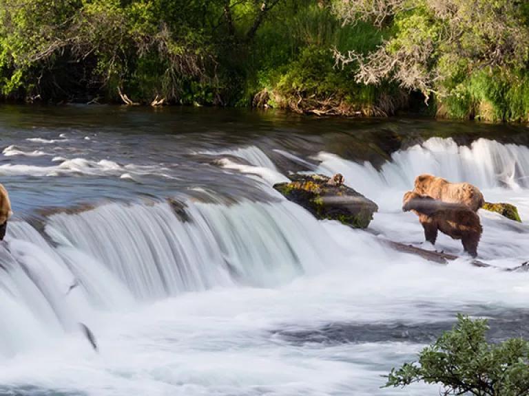 Brown bears looking for salmon at a mini water fall in Katmai National Park, Alaska
