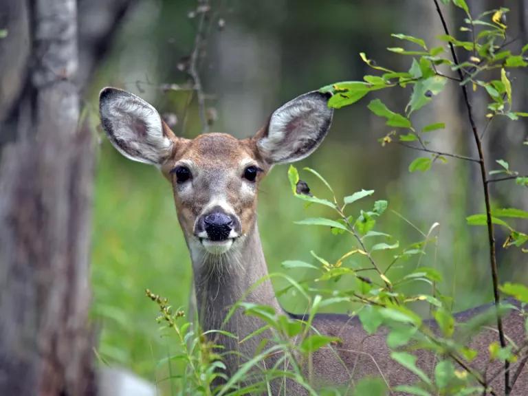 A white-tailed deer in Superior National Forest, Minnesota.