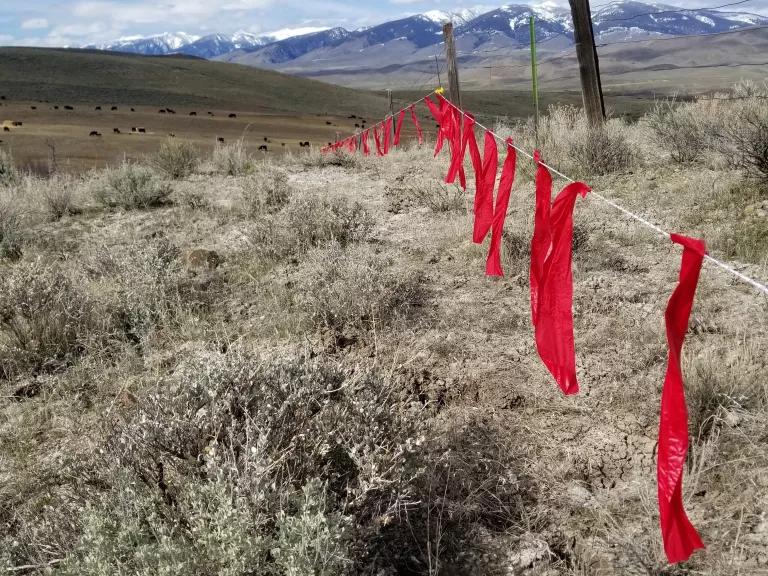 A length of rope with red flags attached every 2-3 feet stretches across a large clearing