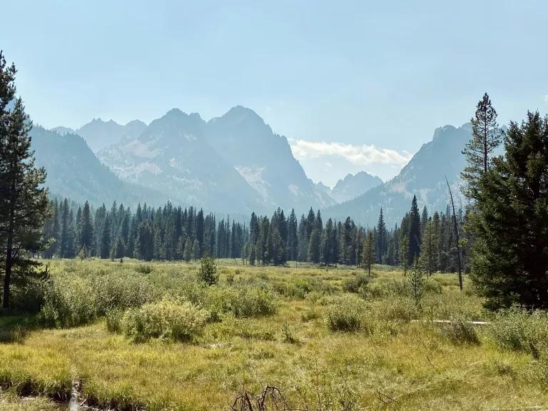 A green meadow with fir trees and mountains in the background