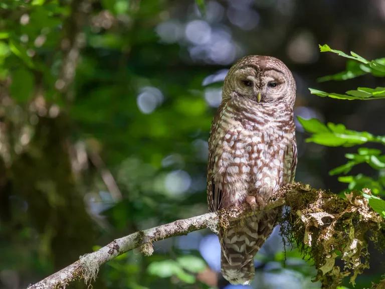 A spotted owl sits on a tree branch
