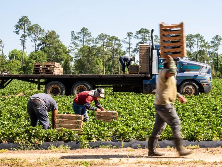 Workers picking strawberries at Lewis Taylor Farms in Fort Valley, Georgia, on May 7, 2019.

The farm’s crops includes bell peppers, cucumbers, eggplant, squash, strawberries, tomatoes, cantaloupe, watermelon and a variety of specialty peppers on 6,500 acres; and cotton and peanuts on 1,000 acres.