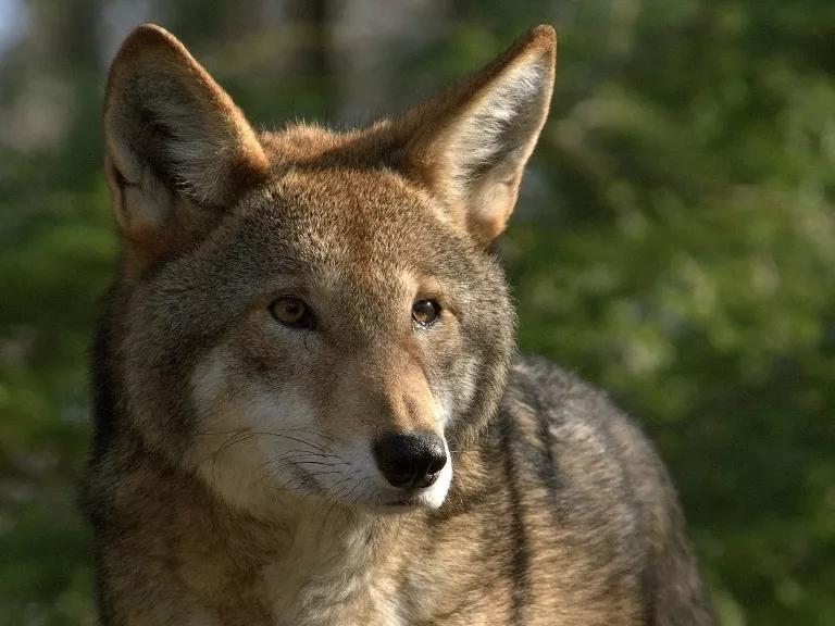 A red wolf.