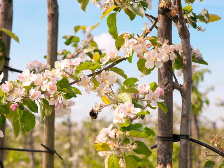 A bumble bee pollinating apple blossoms in an orchard.