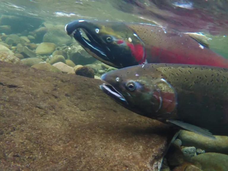 Two fish underwater