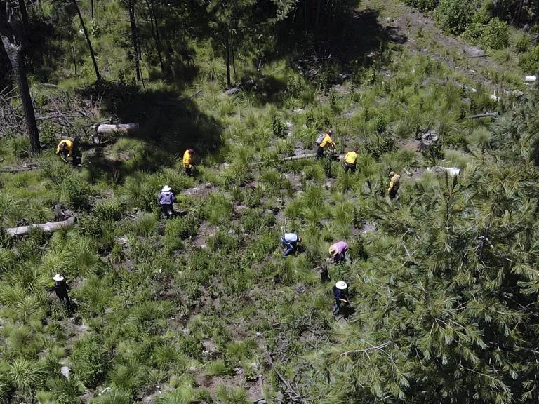 An aerial view of people planting trees in a grassy field
