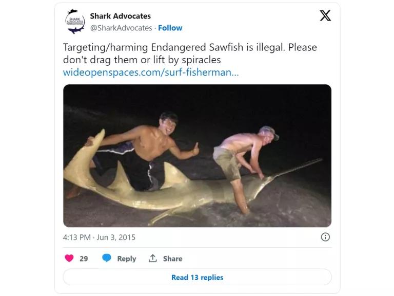 A tweet with an image of two men forcibly holding a live sawfish in shallow water