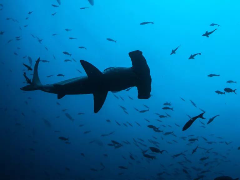 Hammerhead shark