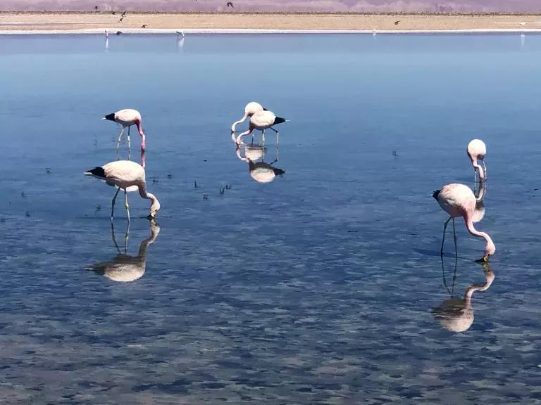 Flamingos