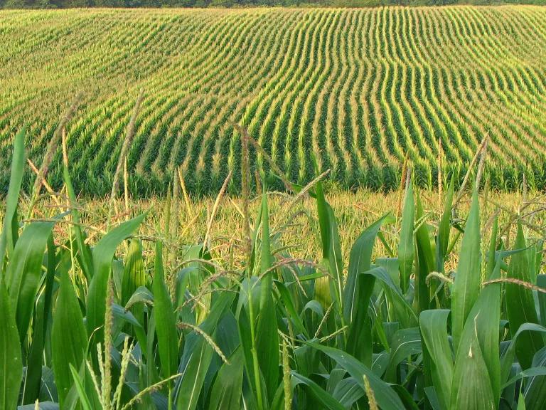 A field of corn on a farm in Franklin, Pennsylvania.