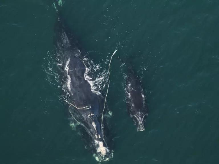An aerial view of a baby whale swimming next to an adult whale with long ropes trailing next to it 