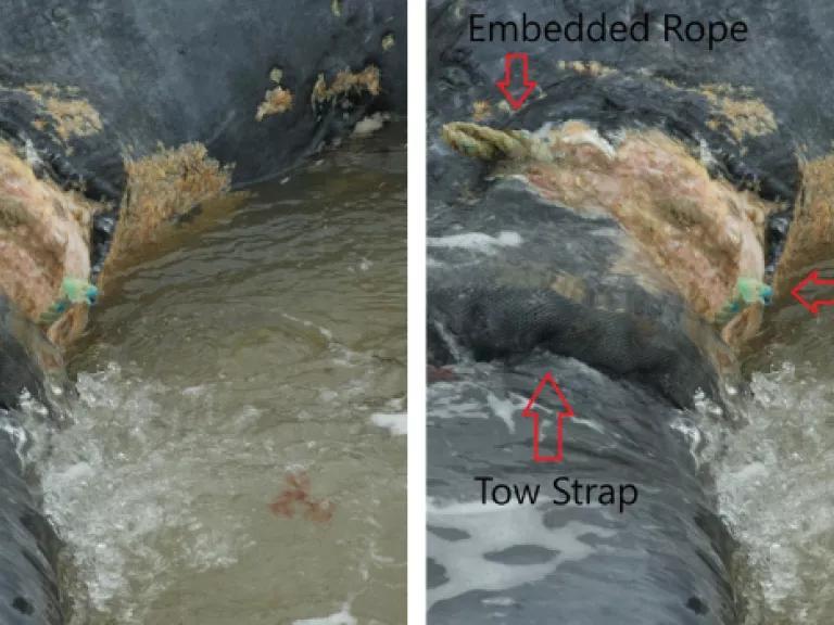 Side-by-side images of the remains of a whale with labels showing where straps and ropes entangled it