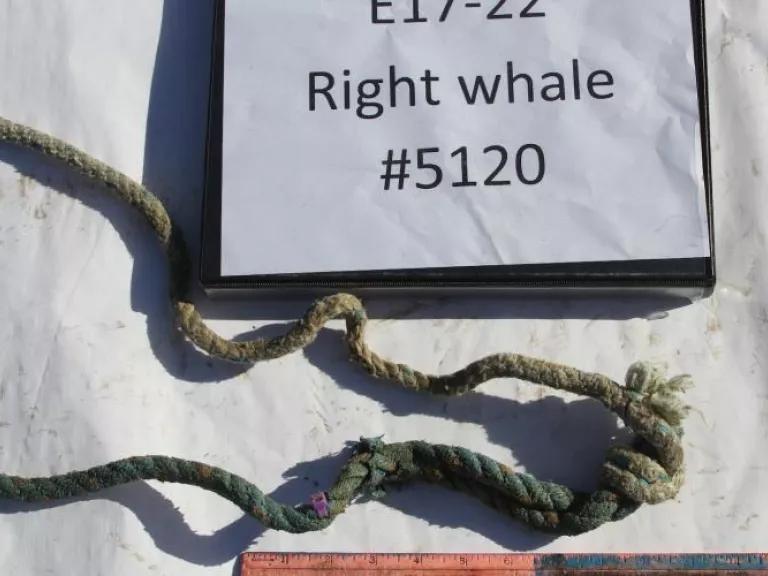 A fragment of rope on a white background next to a sign that reads "E17-22: Right whale #5120"