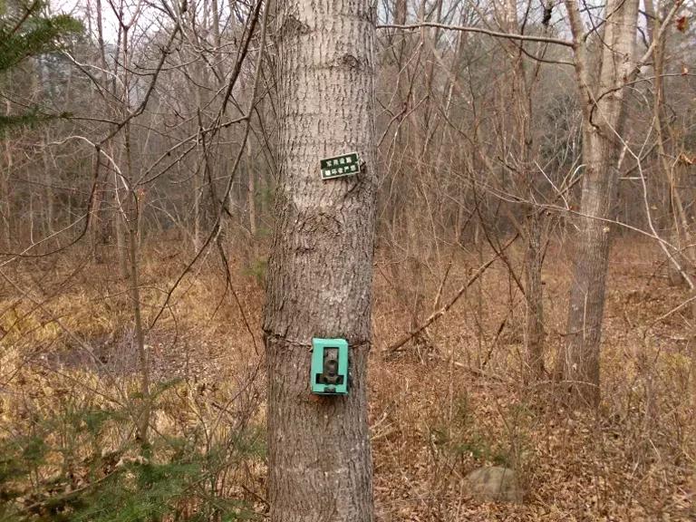 A green camera attached to a tree trunk in a wooded area