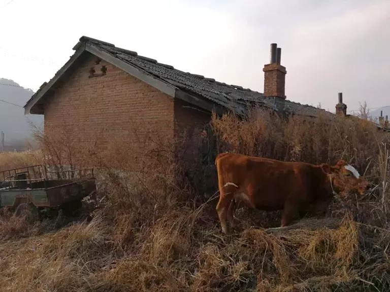 A cow stands in tall grasses next to a house