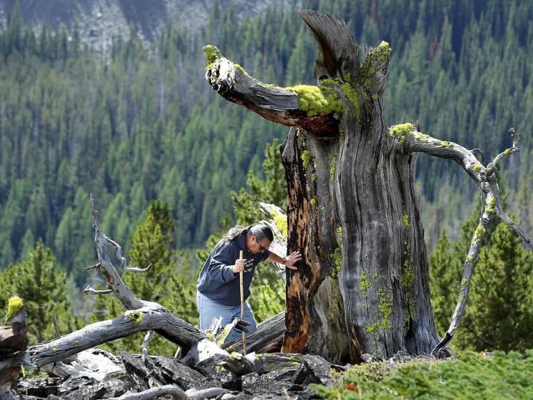 A man leans on the tall stump of a fallen tree with a tree-lined mountain in the background