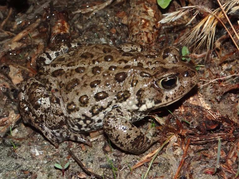 A close-up view of a Railroad Valley toad resting on damp ground